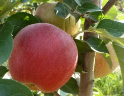 Gala Schnico ready for picking!